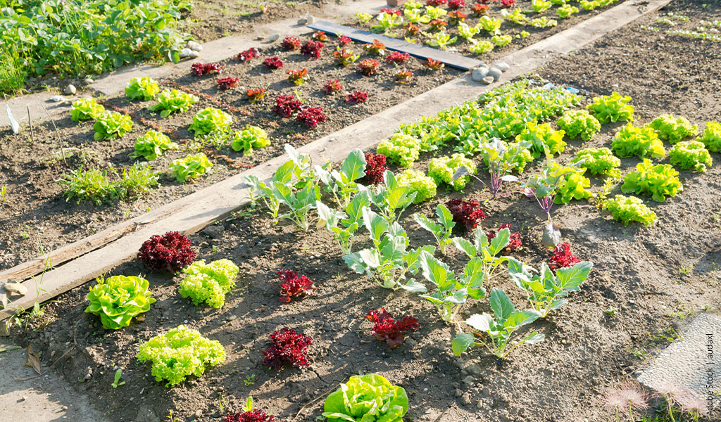 vegetable patch with lettuce in the sunshine