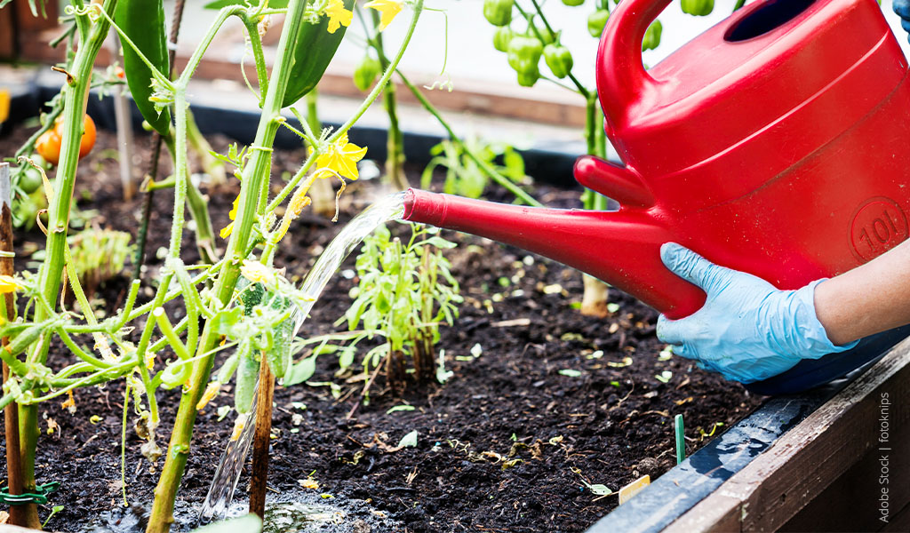 someone waters plants with a red watering can