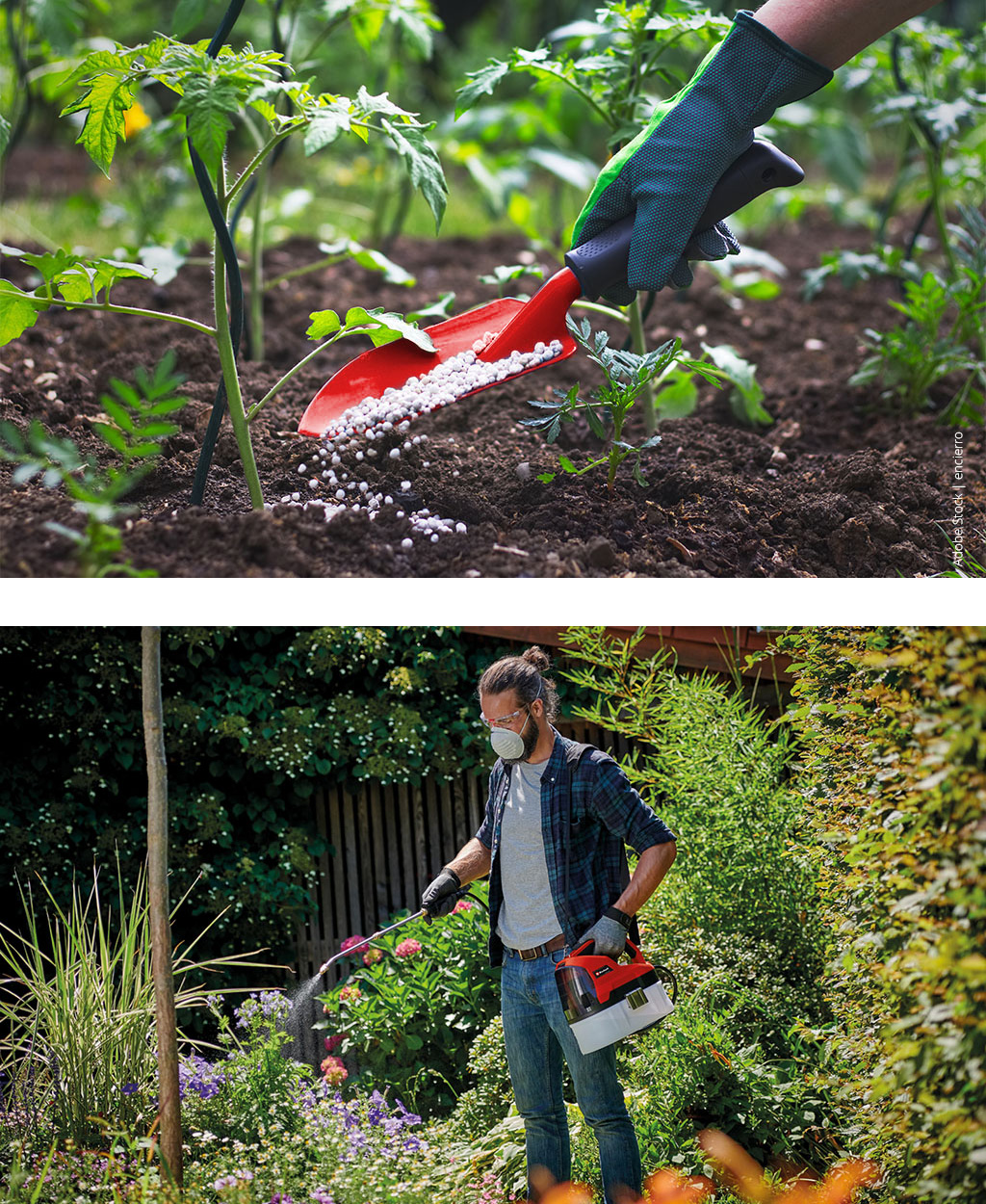 man sprays pesticide with einhell cordless pressure sprayer on plants in garden
