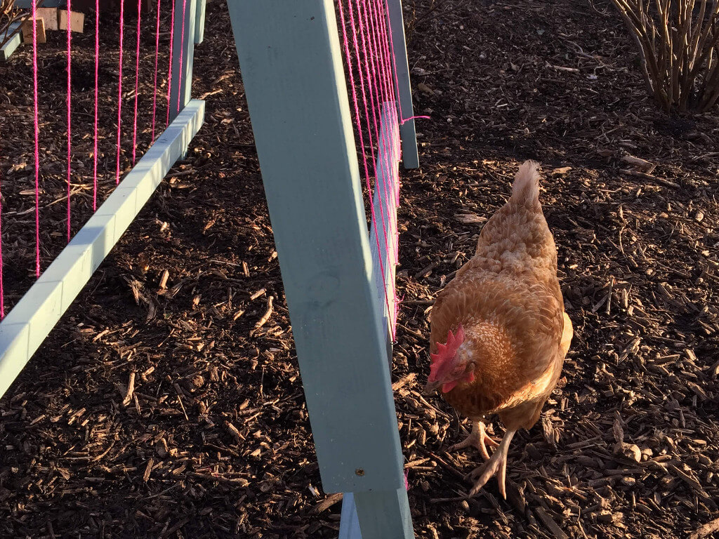 Image of the a chicken next to the bean frame.