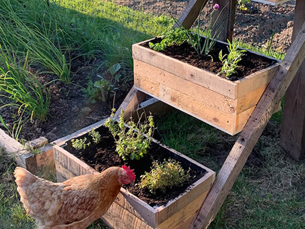 A chicken in front of the herb planter. 