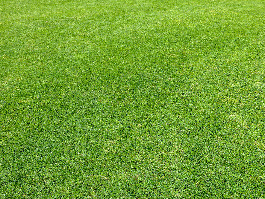 Image of green grass.