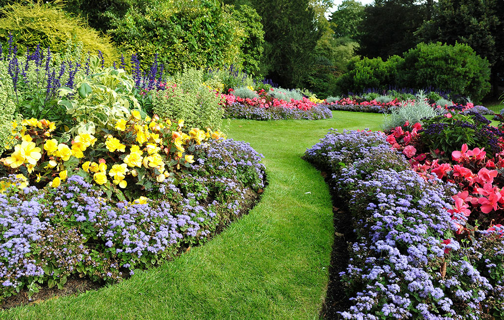Image of a garden full of flowers. 