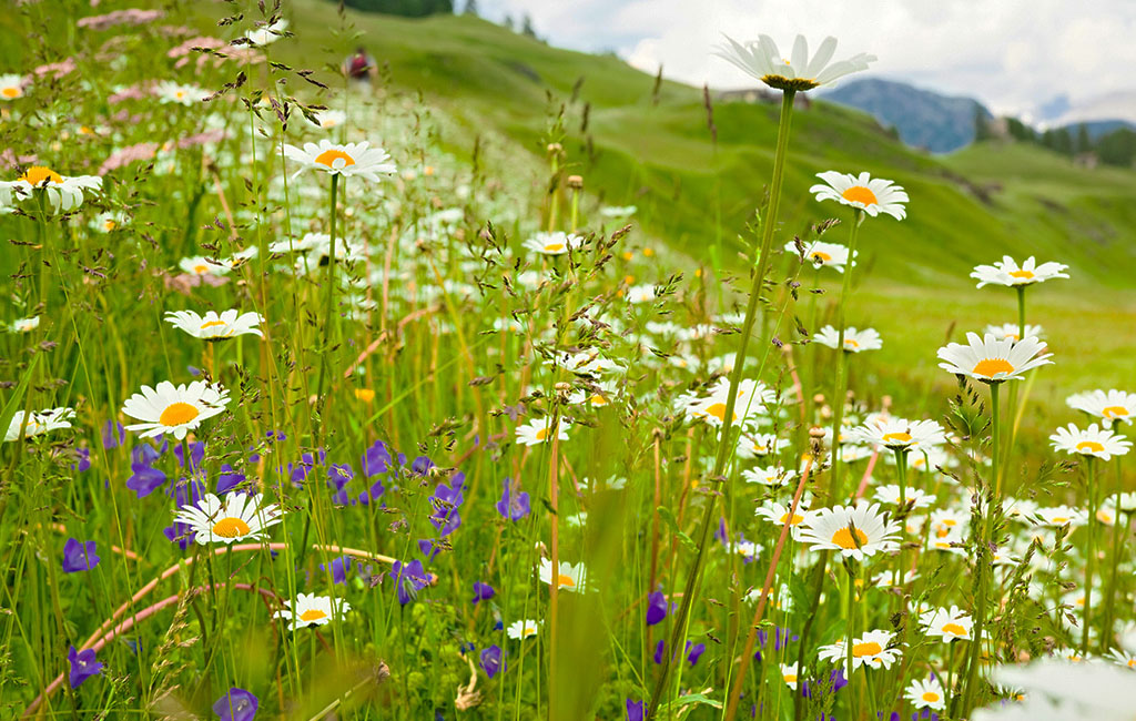 Image of a field full of flowers.