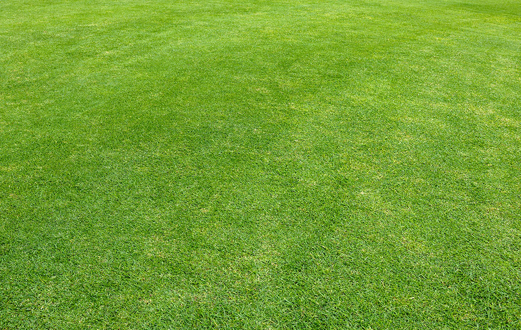 Image of green grass.