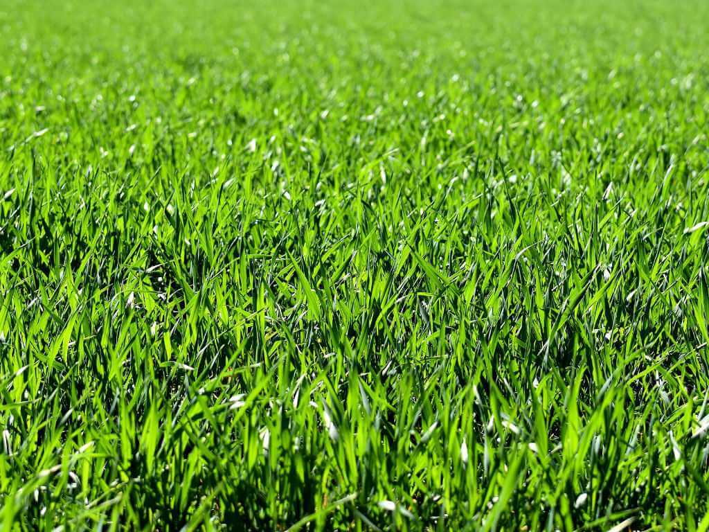 Image of green grass. 