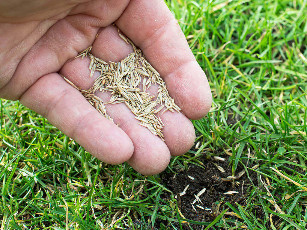 A man holding seeds above the ground.