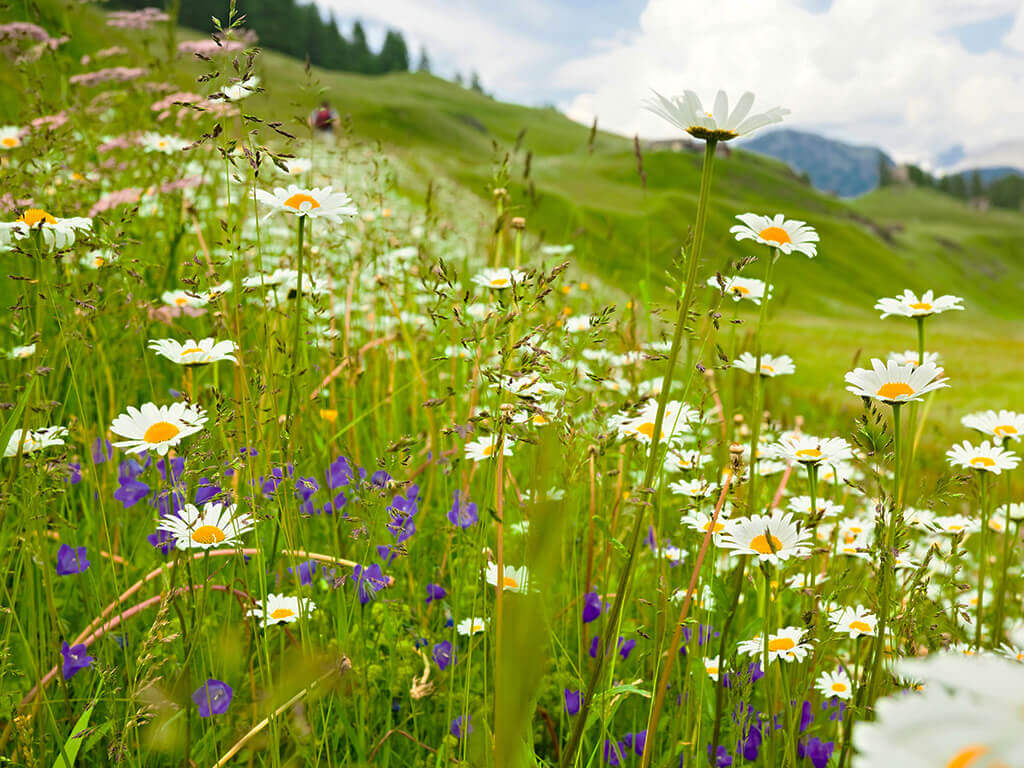 A field full of flowers. 