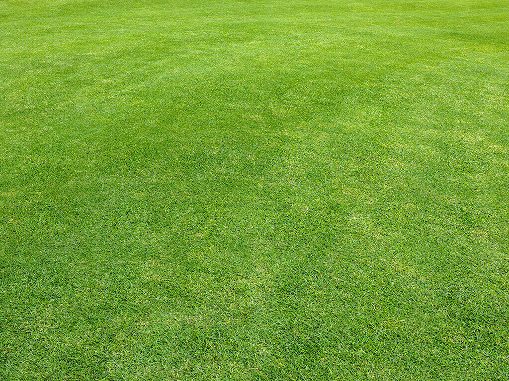 Image of green grass. 