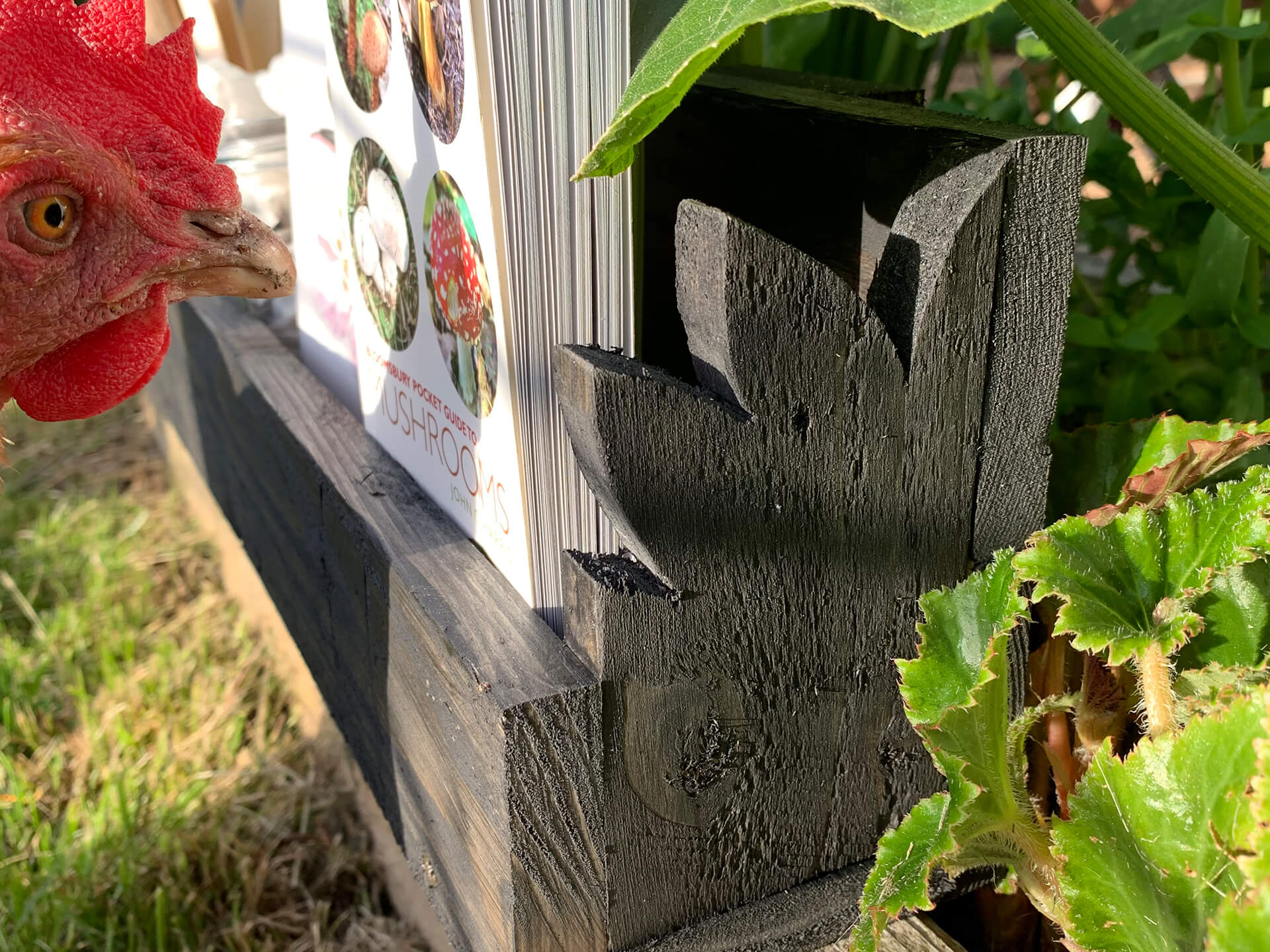 A chicken looking at the finished pallet shelve. 