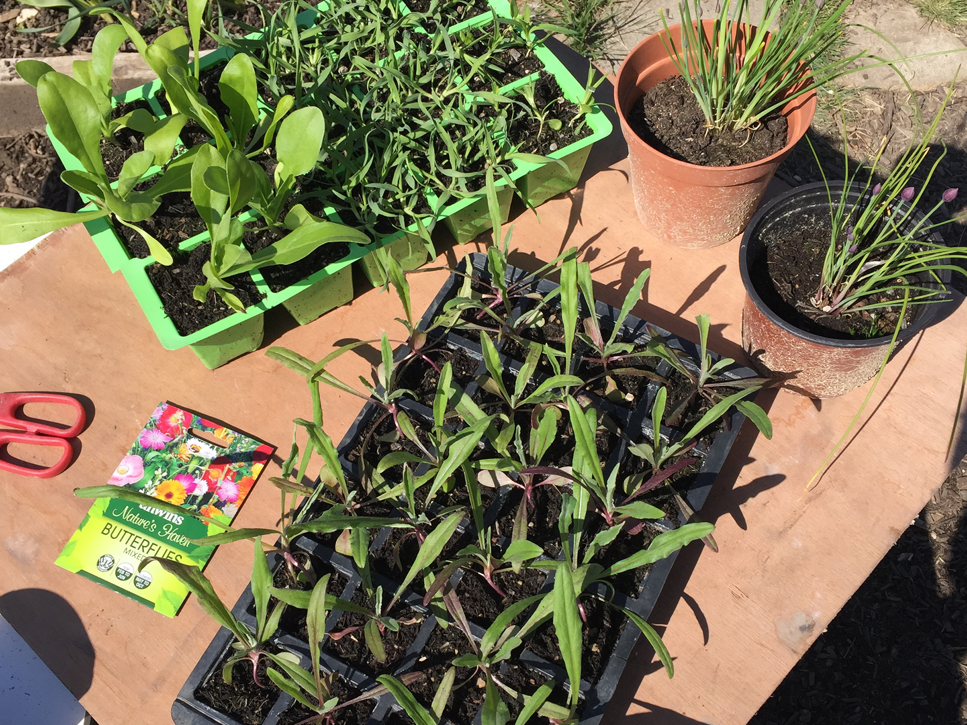Image of plants for the wildlife home. 